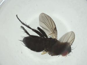  (Chaetostigmoptera malaise8023 - CBG-A33414-D08)  @11 [ ] CreativeCommons - Attribution Share - Alike (2024) Centre for Biodiversity Genomics Centre for Biodiversity Genomics