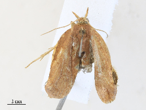  ( - CBG-A33487-B04)  @11 [ ] CreativeCommons - Attribution Share-Alike (2024) CBG Photography Group Centre for Biodiversity Genomics