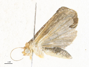  ( - CBG-A33490-C01)  @11 [ ] CreativeCommons - Attribution Share - Alike (2024) CBG Photography Group Centre for Biodiversity Genomics
