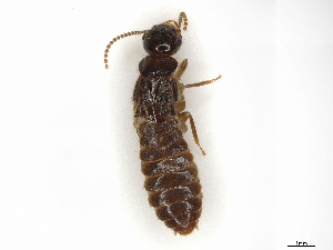  (Coptotermitinae - CBG-A33490-H04)  @11 [ ] CreativeCommons - Attribution Share-Alike (2024) CBG Photography Group Centre for Biodiversity Genomics