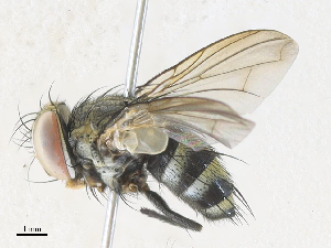  (Argyrochaetona cubanaDHJ01 - CBG-A33491-F04)  @11 [ ] CreativeCommons - Attribution Share - Alike (2024) CBG Photography Group Centre for Biodiversity Genomics