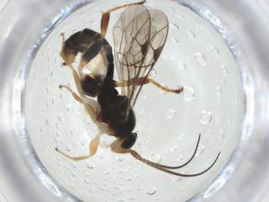  ( - CBG-A33739-C10)  @11 [ ] CreativeCommons - Attribution Share - Alike (2024) Centre for Biodiversity Genomics Centre for Biodiversity Genomics