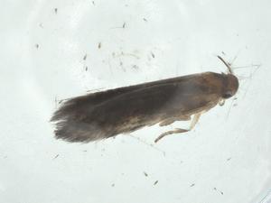  ( - CBG-A33746-E12)  @11 [ ] CreativeCommons - Attribution Share - Alike (2024) Centre for Biodiversity Genomics Centre for Biodiversity Genomics