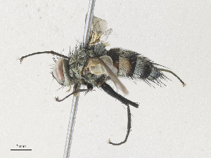  (Lixophaga Malaise8309 - CBG-A34305-F05)  @11 [ ] CreativeCommons - Attribution Share - Alike (2024) CBG Photography Group Centre for Biodiversity Genomics
