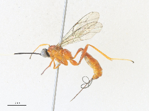  ( - CBG-A34307-C10)  @11 [ ] CreativeCommons - Attribution Share - Alike (2024) CBG Photography Group Centre for Biodiversity Genomics