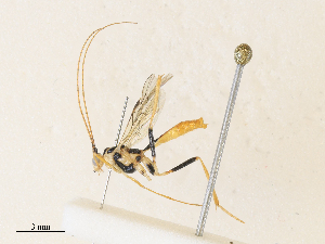  (Macrocentrus Malaise7062 - CBG-A34320-H06)  @11 [ ] CreativeCommons - Attribution Share - Alike (2024) CBG Photography Group Centre for Biodiversity Genomics