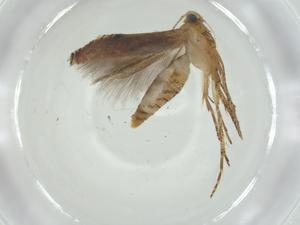  ( - CBG-A34448-C09)  @11 [ ] CreativeCommons - Attribution Share - Alike (2024) Centre for Biodiversity Genomics Centre for Biodiversity Genomics