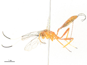  ( - CBG-A35189-C09)  @11 [ ] CreativeCommons - Attribution Share - Alike (2024) CBG Photography Group Centre for Biodiversity Genomics