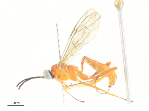  ( - CBG-A35189-D01)  @11 [ ] CreativeCommons - Attribution Share - Alike (2024) CBG Photography Group Centre for Biodiversity Genomics