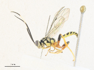 (Carinodes Malaise2187 - CBG-A35190-A01)  @11 [ ] CreativeCommons - Attribution Share - Alike (2024) CBG Photography Group Centre for Biodiversity Genomics