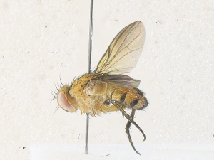  (Ceromya Malaise3479 - CBG-A35190-B04)  @11 [ ] CreativeCommons - Attribution Share - Alike (2024) CBG Photography Group Centre for Biodiversity Genomics