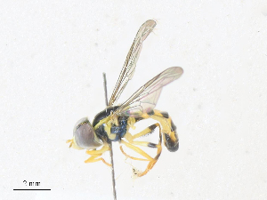  ( - CBG-A35190-B11)  @11 [ ] CreativeCommons - Attribution Share - Alike (2024) CBG Photography Group Centre for Biodiversity Genomics