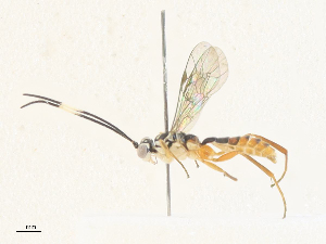  ( - CBG-A35190-D01)  @11 [ ] CreativeCommons - Attribution Share - Alike (2024) CBG Photography Group Centre for Biodiversity Genomics