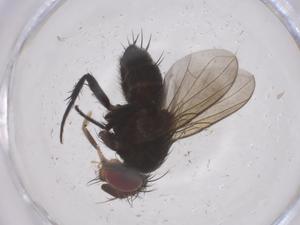  ( - CBG-A66750-D06)  @11 [ ] CreativeCommons - Attribution Share - Alike (2025) Centre for Biodiversity Genomics Centre for Biodiversity Genomics