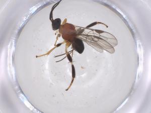  ( - CBG-A66750-E05)  @11 [ ] CreativeCommons - Attribution Share - Alike (2025) Centre for Biodiversity Genomics Centre for Biodiversity Genomics