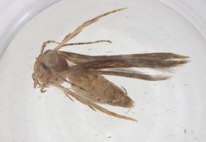  ( - CBG-A66752-A09)  @11 [ ] CreativeCommons - Attribution Share - Alike (2025) Centre for Biodiversity Genomics Centre for Biodiversity Genomics