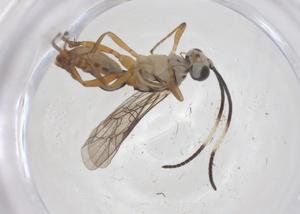  ( - CBG-A66752-D02)  @11 [ ] CreativeCommons - Attribution Share - Alike (2025) Centre for Biodiversity Genomics Centre for Biodiversity Genomics