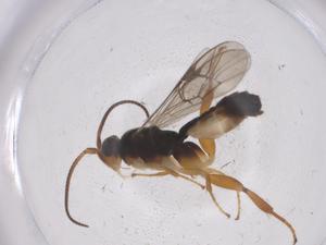  ( - CBG-A66755-C11)  @11 [ ] CreativeCommons - Attribution Share - Alike (2025) Centre for Biodiversity Genomics Centre for Biodiversity Genomics