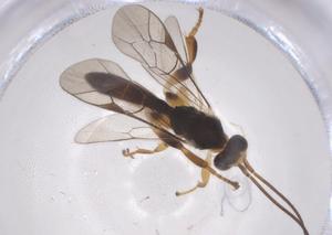  ( - CBG-A66755-F04)  @11 [ ] CreativeCommons - Attribution Share - Alike (2025) Centre for Biodiversity Genomics Centre for Biodiversity Genomics