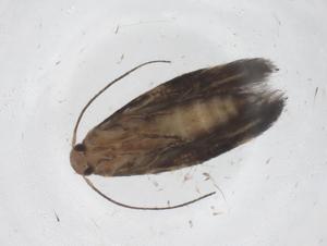  ( - CBG-A66757-F11)  @11 [ ] CreativeCommons - Attribution Share - Alike (2025) Centre for Biodiversity Genomics Centre for Biodiversity Genomics