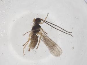  ( - CBG-A66759-G07)  @11 [ ] CreativeCommons - Attribution Share - Alike (2025) Centre for Biodiversity Genomics Centre for Biodiversity Genomics