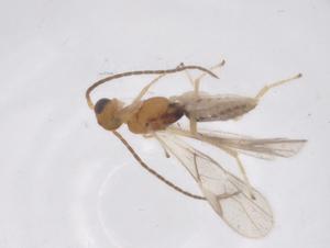  ( - CBG-A66761-A10)  @11 [ ] CreativeCommons - Attribution Share - Alike (2025) Centre for Biodiversity Genomics Centre for Biodiversity Genomics