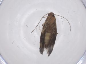  ( - CBG-A66761-E09)  @11 [ ] CreativeCommons - Attribution Share - Alike (2025) Centre for Biodiversity Genomics Centre for Biodiversity Genomics