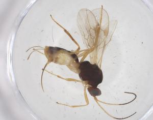  ( - CBG-A66768-B10)  @11 [ ] CreativeCommons - Attribution Share - Alike (2025) Centre for Biodiversity Genomics Centre for Biodiversity Genomics