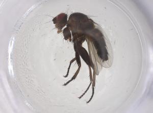  ( - CBG-A66884-A02)  @11 [ ] CreativeCommons - Attribution Share - Alike (2025) Centre for Biodiversity Genomics Centre for Biodiversity Genomics