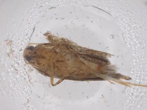  (gelMalaise01 malaise2963 - CBG-A66884-E05)  @11 [ ] CreativeCommons - Attribution Share - Alike (2025) Centre for Biodiversity Genomics Centre for Biodiversity Genomics