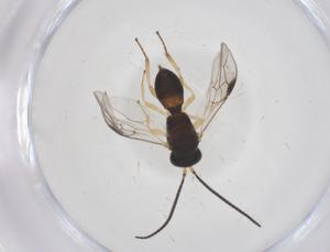  ( - CBG-A66888-C08)  @11 [ ] CreativeCommons - Attribution Share - Alike (2025) Centre for Biodiversity Genomics Centre for Biodiversity Genomics