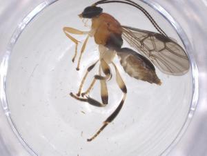  ( - CBG-A66889-F12)  @11 [ ] CreativeCommons - Attribution Share - Alike (2025) Centre for Biodiversity Genomics Centre for Biodiversity Genomics