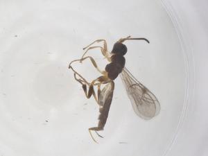  ( - CBG-A66893-A02)  @11 [ ] CreativeCommons - Attribution Share - Alike (2025) Centre for Biodiversity Genomics Centre for Biodiversity Genomics