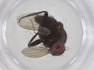  ( - CBG-A66893-C03)  @11 [ ] CreativeCommons - Attribution Share - Alike (2025) Centre for Biodiversity Genomics Centre for Biodiversity Genomics