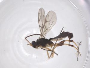  ( - CBG-A66895-A08)  @11 [ ] CreativeCommons - Attribution Share - Alike (2025) Centre for Biodiversity Genomics Centre for Biodiversity Genomics