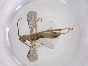  ( - CBG-A66938-A11)  @11 [ ] CreativeCommons - Attribution Share - Alike (2025) Centre for Biodiversity Genomics Centre for Biodiversity Genomics