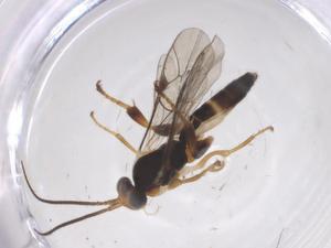  ( - CBG-A66941-G12)  @11 [ ] CreativeCommons - Attribution Share - Alike (2025) Centre for Biodiversity Genomics Centre for Biodiversity Genomics