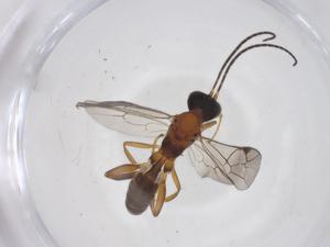  (ichneuMalaise01 Malaise2906 - CBG-A66943-C10)  @11 [ ] CreativeCommons - Attribution Share - Alike (2025) Centre for Biodiversity Genomics Centre for Biodiversity Genomics