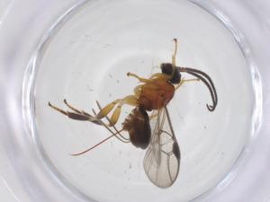  ( - CBG-A66943-D08)  @11 [ ] CreativeCommons - Attribution Share - Alike (2025) Centre for Biodiversity Genomics Centre for Biodiversity Genomics