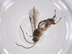  ( - CBG-A66944-F11)  @11 [ ] CreativeCommons - Attribution Share - Alike (2025) Centre for Biodiversity Genomics Centre for Biodiversity Genomics