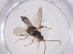  ( - CBG-A66949-E06)  @11 [ ] CreativeCommons - Attribution Share - Alike (2025) Centre for Biodiversity Genomics Centre for Biodiversity Genomics