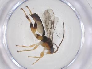  ( - CBG-A66950-E04)  @11 [ ] CreativeCommons - Attribution Share - Alike (2025) Centre for Biodiversity Genomics Centre for Biodiversity Genomics