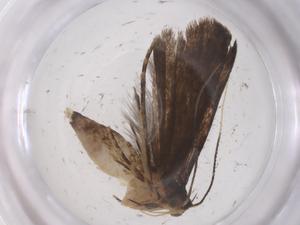  ( - CBG-A66952-A10)  @11 [ ] CreativeCommons - Attribution Share - Alike (2025) Centre for Biodiversity Genomics Centre for Biodiversity Genomics