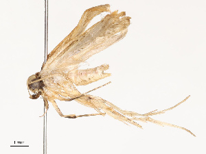  (gelMalaise01 Malaise7025 - CBG-A67025-A02)  @11 [ ] CreativeCommons - Attribution Share - Alike (2025) CBG Photography Group Centre for Biodiversity Genomics