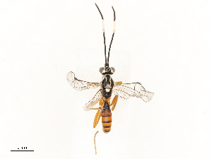  ( - CBG-A67026-E10)  @11 [ ] CreativeCommons - Attribution Share - Alike (2025) CBG Photography Group Centre for Biodiversity Genomics