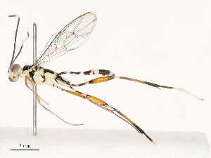  (cryptJanzen01 Malaise2957 - CBG-A67026-F01)  @11 [ ] CreativeCommons - Attribution Share - Alike (2025) CBG Photography Group Centre for Biodiversity Genomics