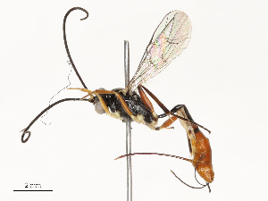  ( - CBG-A67026-G01)  @11 [ ] CreativeCommons - Attribution Share - Alike (2025) CBG Photography Group Centre for Biodiversity Genomics