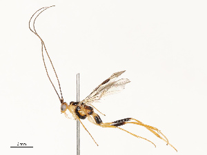  ( - CBG-A67026-H04)  @11 [ ] CreativeCommons - Attribution Share - Alike (2025) CBG Photography Group Centre for Biodiversity Genomics