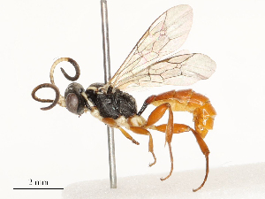  ( - CBG-A67028-C03)  @11 [ ] CreativeCommons - Attribution Share - Alike (2025) CBG Photography Group Centre for Biodiversity Genomics