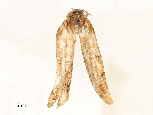  (tortMalaise01 Malaise7029 - CBG-A67029-B05)  @11 [ ] CreativeCommons - Attribution Share - Alike (2025) CBG Photography Group Centre for Biodiversity Genomics
